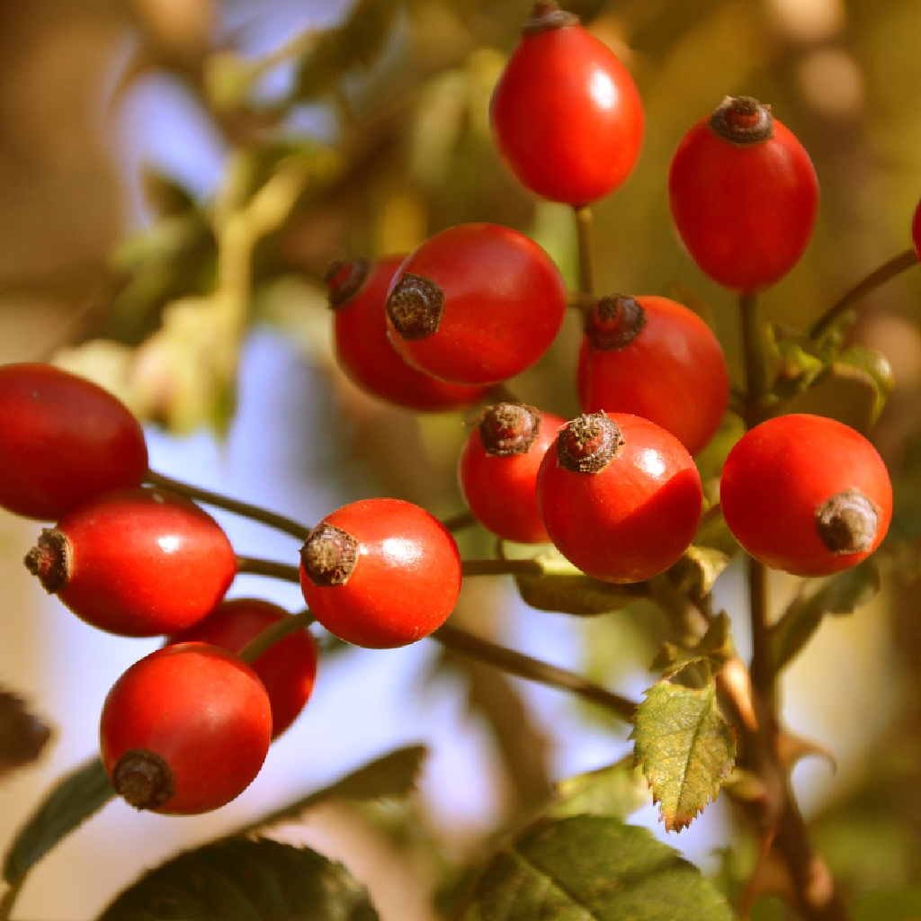 Rosa canina (Rosa Canina)
